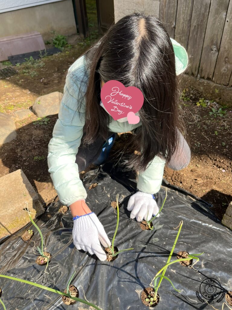 子どもCOMPANY『そだそだ部』 お庭で玉ねぎ作りプロジェクト！
