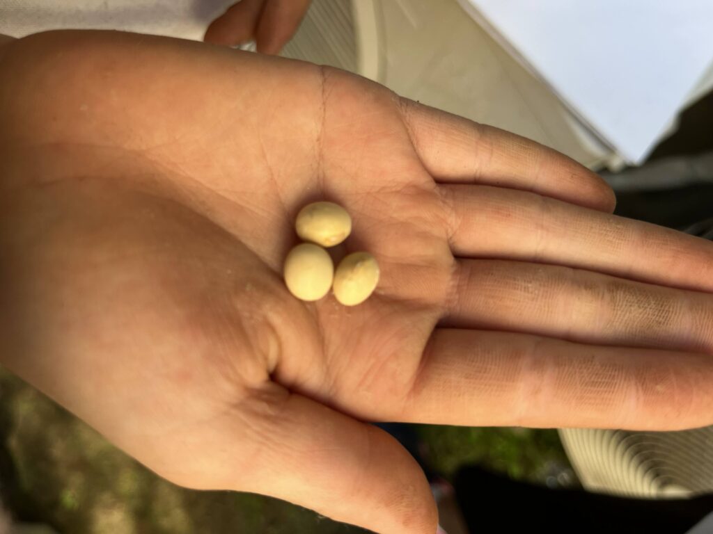 子どもCOMPANY『そだそだ部』 お庭で大豆作りプロジェクト！
