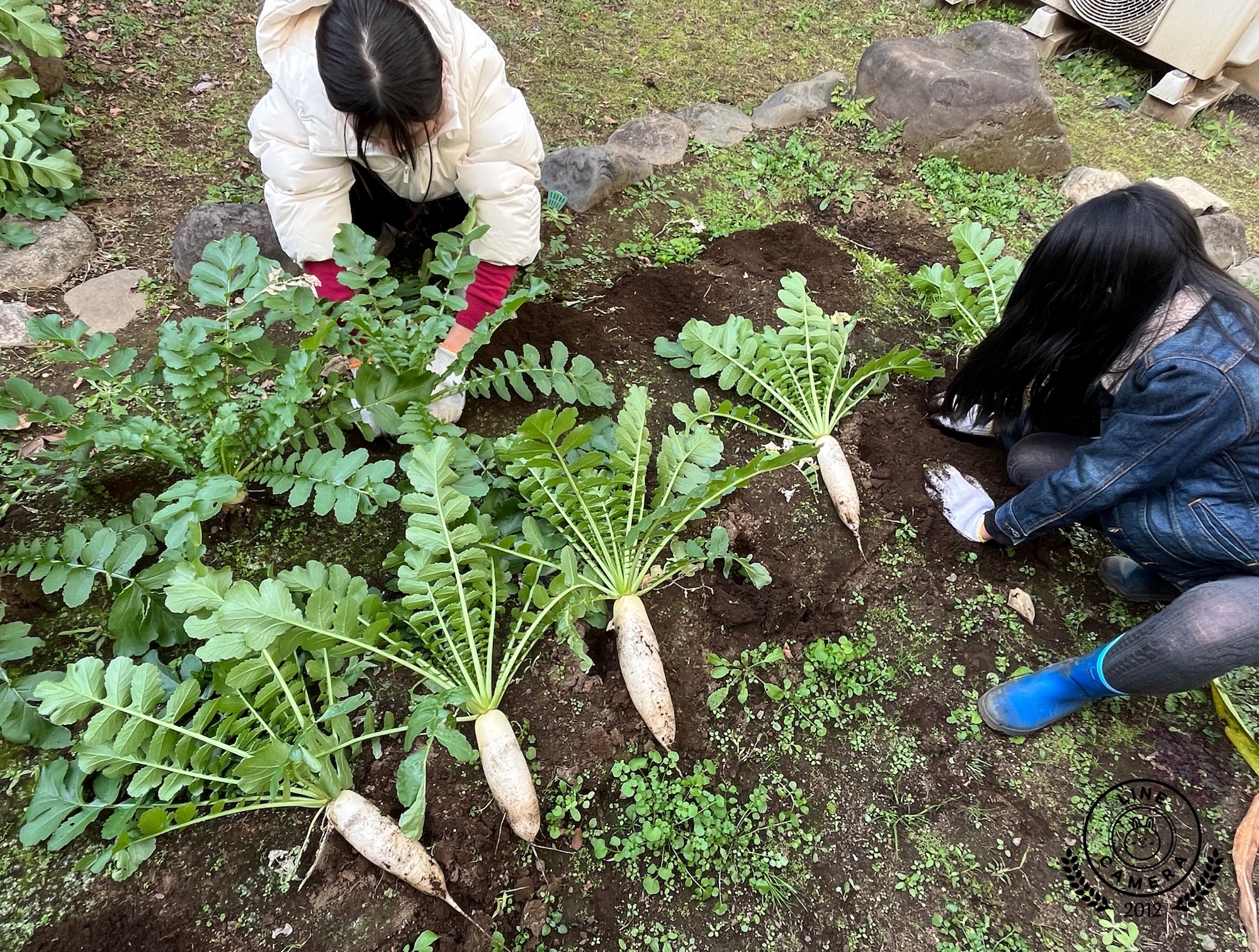 子どもCOMPANY『そだそだ部』 お庭で大根作りプロジェクト！
