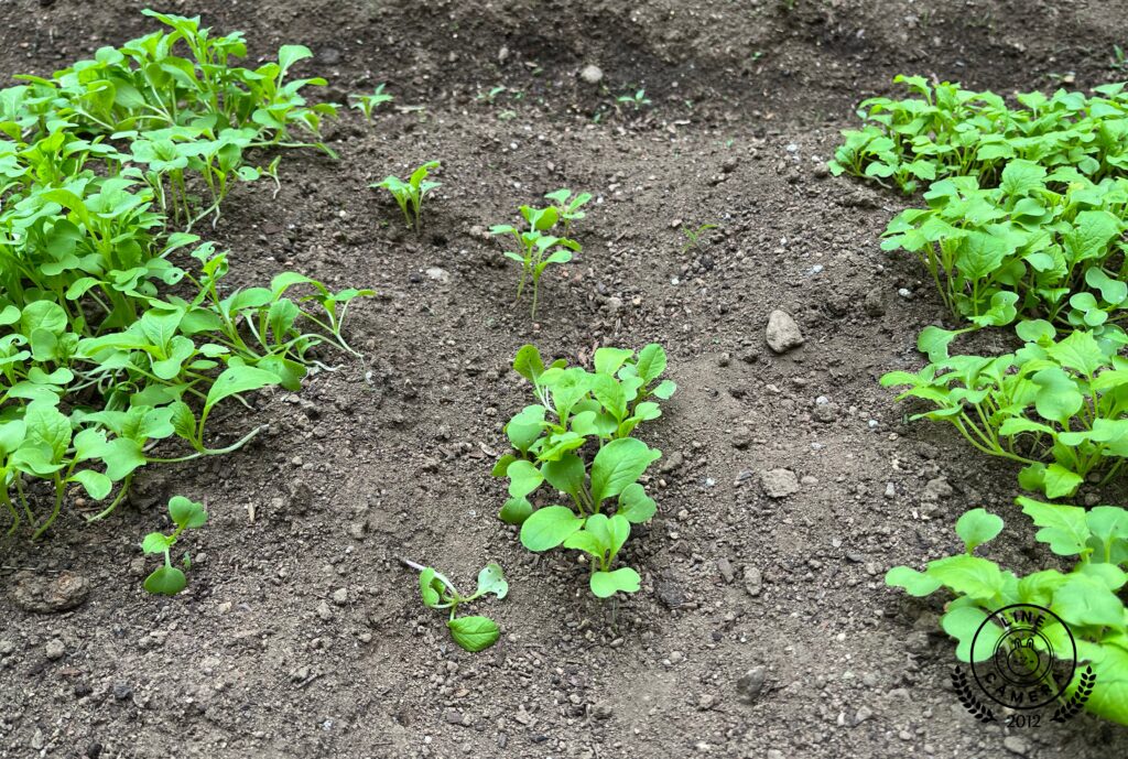 子どもCOMPANY初！いっぺんに４種類の野菜を育てる！『そだそだ部』 お庭で「かぶ・かぼちゃ・小松菜・ほうれん草」作りプロジェクト！