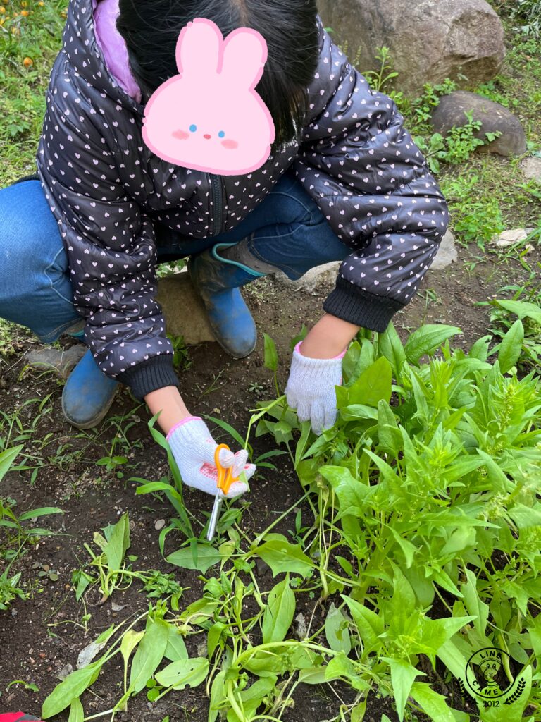 子どもCOMPANY初！いっぺんに４種類の野菜を育てる！『そだそだ部』 お庭で「かぶ・かぼちゃ・小松菜・ほうれん草」作りプロジェクト！