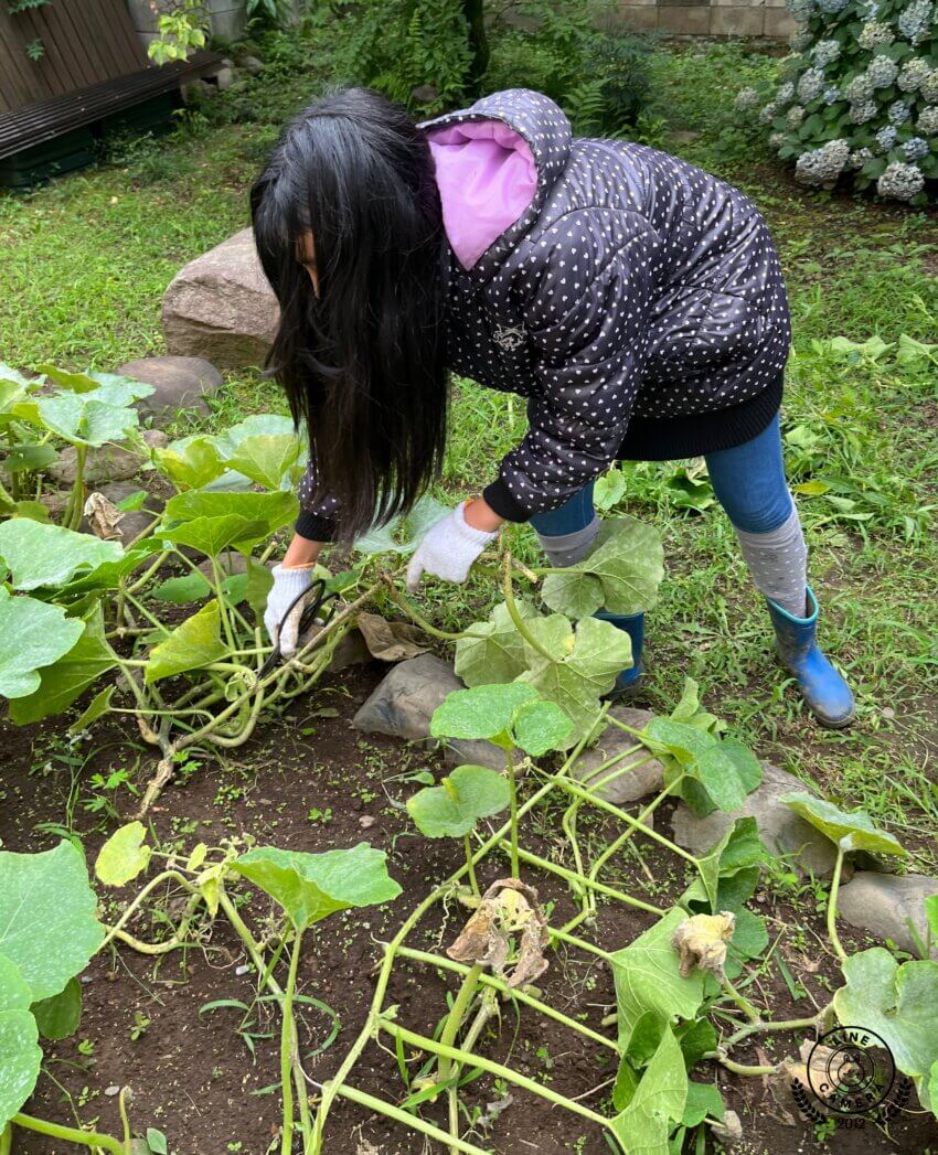 文京区・東大前駅から徒歩５分　放課後児童クラブのような小学・中学生のための「子どもCOMPANY」@レンタルスペースKiri&pia(キリトピア)で農業体験