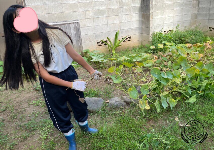 文京区・東大前駅から徒歩５分　放課後児童クラブのような小学・中学生のための「子どもCOMPANY」@レンタルスペースKiri&pia(キリトピア)で農業体験